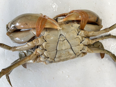 【１個だけ限定商品】30％値引きしました。🦀ノコギリガザミ　ドウマンガニ のこぎりがざみ 急速冷凍品 約1440g オス2杯 冷凍蟹 冷凍カニ かに 宮城県松島湾産　0924-2