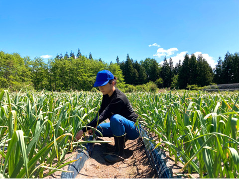 素揚げが大好評！田子町産にんにく100玉【7月中旬以降お届け】