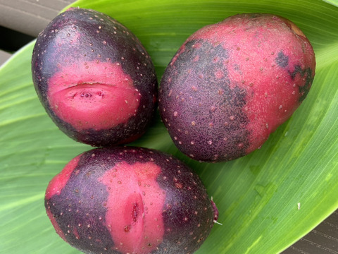 高野山麓精進野菜　カラフル！じゃがいも詰め合わせ4キロ＆ローズマリー少量