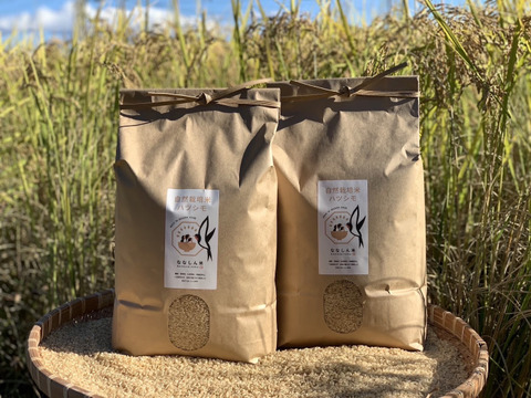 【農薬・肥料不使用】優秀金賞受賞！自然栽培米ハツシモ【10kg】【分つき精米】【令和6年産】