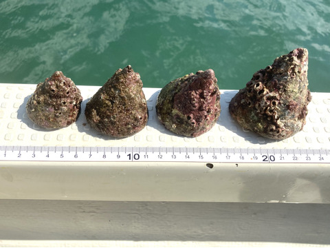 ある意味貴重品 三角ニナ貝 1kg 個目安 ツベタカ 三角ミナ 高尻 貝好き必見 山口県産の貝類 食べチョク 産地直送 産直 お取り寄せ通販 農家 漁師から旬の食材を直送