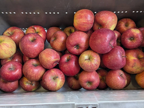 （家庭用）青森サンふじ 3kg｜訳あり・中小玉・CA貯蔵