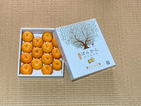 【数量限定・屋久島からの贈りもの】厳選されたぽんかん！　屋久島産　贈答用ぽんかん　3kg　2Lサイズ 14個入り