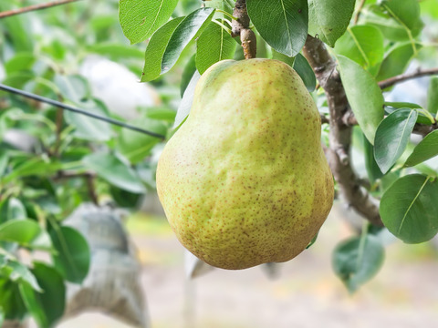とろける幸せ。洋梨の女王「ラフランス」5㎏14～18玉