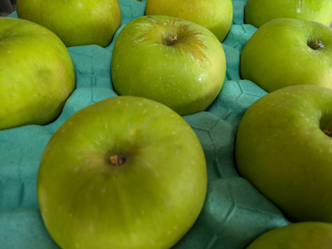 クッキングアップル　ブラムリー約2.3㎏