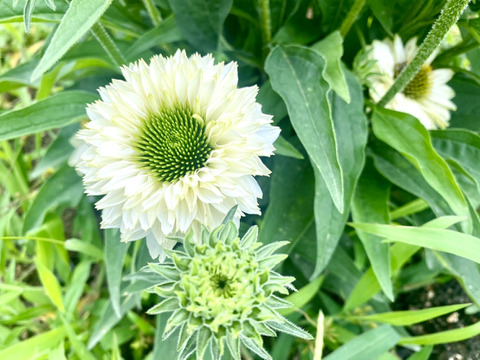 【10本、短め】Fresh！夏の花、エキナセア（ヴァージン）。ヴァージンは暑さに負けず、緑色の中心部と純白の花弁のコントラストが美しい丈夫な花です。朝摘んで、その日に飛脚クール便でお届けします。