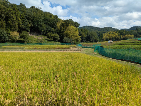 令和7年 奈良県産 ヒノヒカリ 玄米 5kg 栽培期間中農薬不使用