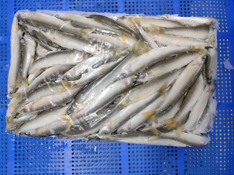 【大容量！シェアでも♪】★冷凍(板)★  琵琶湖産【天然】小鮎　大きめサイズ　5kg入