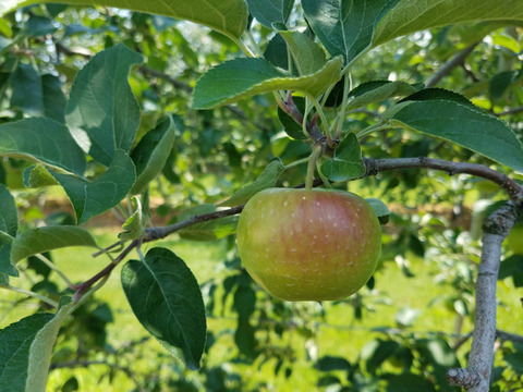 硬くてパリッとシャリッとの食感がお好きな方は「しなのほっぺ」約1.5kg /バランスのとれたりんご。長野県オリジナル品種/スタッフ押しりんごです。