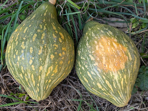 【農薬不使用】ロロンかぼちゃ・とろける舌触り、ほっくり甘い