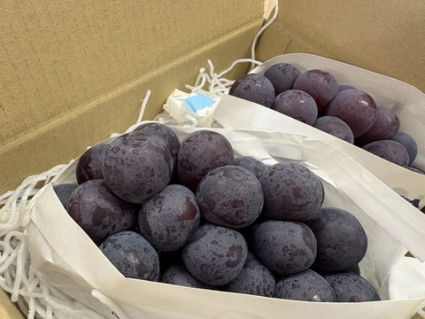 牧丘ブランドの巨峰！　1kg（2～3房）旬の果物