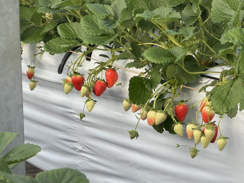 朝採れ、完熟収穫いちご　まりひめ　1～2月発送　250g × 2p