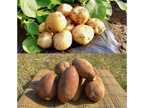 【期間限定】種子島産 新じゃが(S・M・L)＆熟成安納芋(Mサイズ)｜合計 3kg 旬の味わいセット🍠🥔