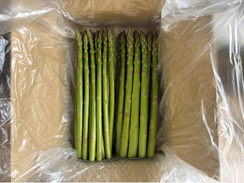 【食べ比べ500g】那須塩原産アスパラ｜M～2Lサイズ｜春のごちそう☘️