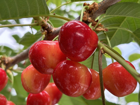 【クール便】★まいハート★青森が贈る宝物『ジュノハート』訳あり品２Ｌ以上２５０ｇ