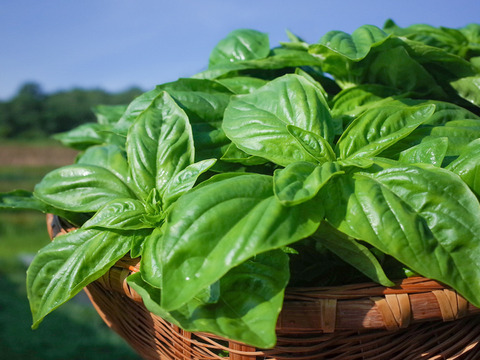 採れたて！新鮮バジル 200g 【農薬化学肥料不使用】