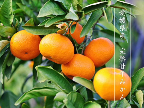 【高級柑橘】完熟甘平２ｋｇ ご家庭用 農薬不使用 自然栽培 愛媛県産