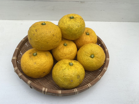 柚子 ゆず　農薬・化学肥料不使用