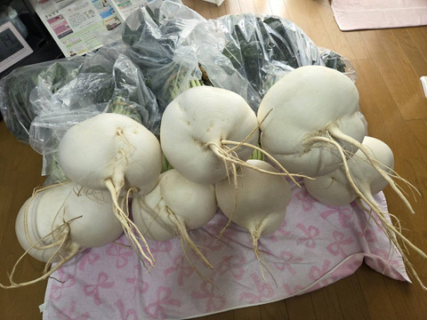 桜島産桜島大根干し大根50㌘　5袋