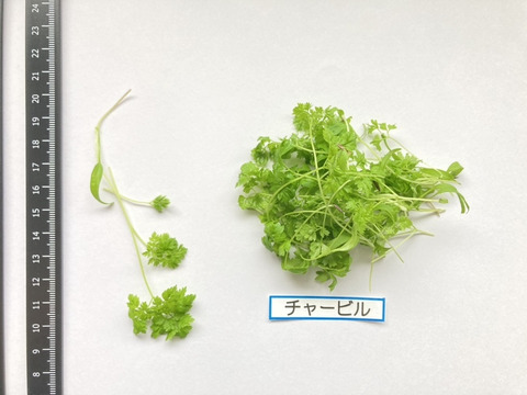 【週末発送★数量限定】マイクロハーブ　5種セット/各２g