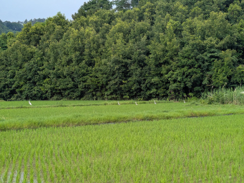 12月２９～３０日に発送　農園産天日干し米！白餅1キロと玄米餅1キロ