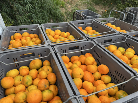 濃厚な味わい旬のちえみかん🍊（南柑２０号）１０㌔