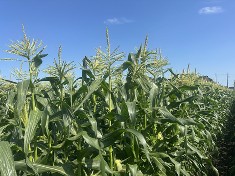 【こだわりプラス♪】超レア✨ホワイトコーン『雪の妖精』　極(きわみ)　5本入