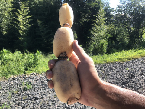 【自然栽培】甘くてシャキシャキ！ご馳走畑のご馳走れんこん　珍しい静岡県産（ご家庭用・2000円分）