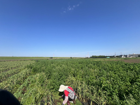 【朝採れ発送】茨城県境町産 生にんにく 約500g/約8個前後｜みずみずしい旬の味｜農薬・除草剤：栽培期間中不使用