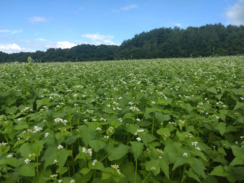 長野県産[香り高い全粒粉]のそば粉（500g）。使いやすい100メッシュサイズ。