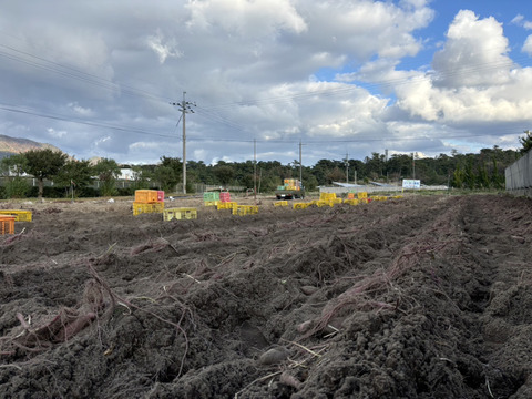 【訳あり】有機認証島根県産紅はるか(15kg/サイズ混合)