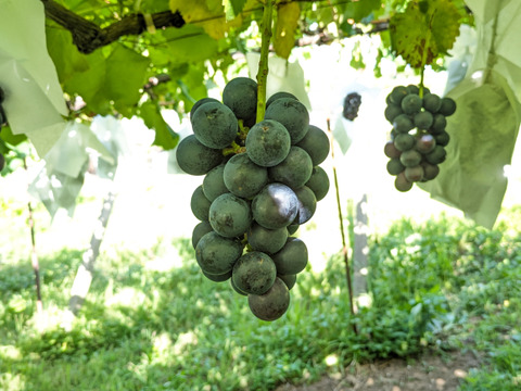 【2025最終・すぐ発送】小粒のナガノパープル約1.5kg(5×10房）規格外※信州の環境にやさしい農産物50％節減（長野県認証）