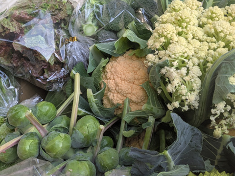 ❄☃️７品冬の野菜セット☃️❄