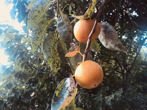 自然な甘味！　くせになる美味しさ　無添加ドライ富有柿