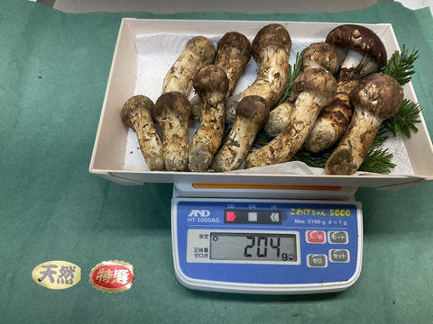 【秋の味覚の王様】松茸/マツタケ/まつたけ/純国産/ほぼつぼみ/204g【特上】【最短当日発送】