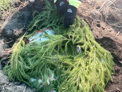 【有機】甘みとろける！越冬熟成ジャガイモ『メークイン』2kg