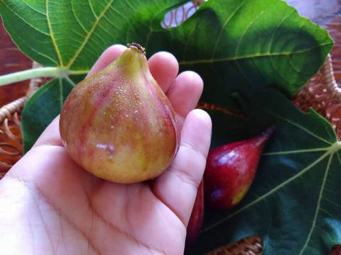 希少いちじく2種セット【農薬・除草剤・化学肥料不使用】和歌山県産
