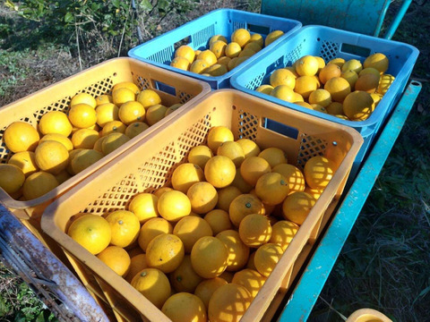 せとうち周防大島　マイヤーレモンマーマレード