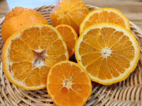 ファッション 通販 訳あり/5kg】はるみ・不知火・超小玉はるみ【特別価格セット 果物