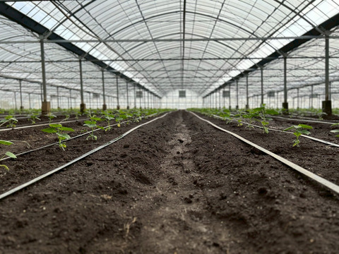 【ギフト用🎁】"おいしい水分補給"で熱中症対策 『湧水きゅうり』｜等級：秀｜1kg（箱重量込）：約6本