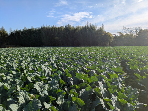 ❄️☃️冬の野菜セット☃️❄️