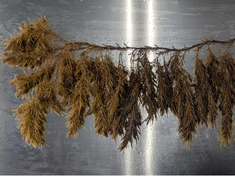 【採れたて！天然！】無加工 アカモク(生) 1kg