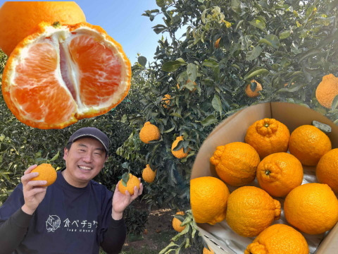 【２箱まとめ買い】過去最高糖度は１８度！プリッと果肉で食べ応え十分！樹上完熟させた濃厚な甘みの不知火！「甘熟デコ（あまじゅくでこ）」　サイズ混合　お試し品　約３ｋｇ２箱セット【433-2】