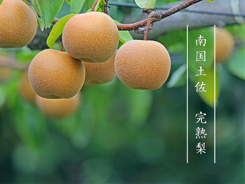 【樹上完熟】南国土佐 完熟新高梨４ｋｇ（１０〜１２玉）ご家庭用 農薬不使用 自然栽培 四万十産