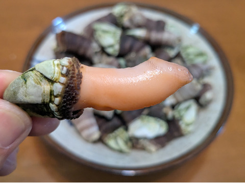 【採れたて直送】山陰産「カメノテ」生　1kg　※汁物やおつまみに最適！