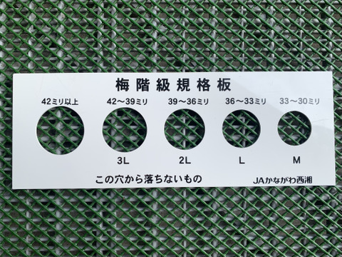 まじりっけなし！梅干に最適『十郎』3kg 自然栽培の梅。ジャム、茶梅など様々なレシピに。農薬不使用