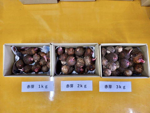 農薬・化学肥料不使用　里芋（赤芽）箱込　２ｋｇ