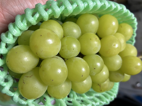 まるせい果樹園のぶどう　シャインマスカット　1ｋ　　自家用　贈答用　oｓ1