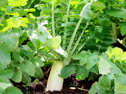 【おでん用】究極の絹食感！奥四万十絹大根５ｋｇ 農薬不使用 自然栽培 四万十産