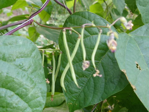 6月発送【冷蔵便】さやインゲン 1.8kg
